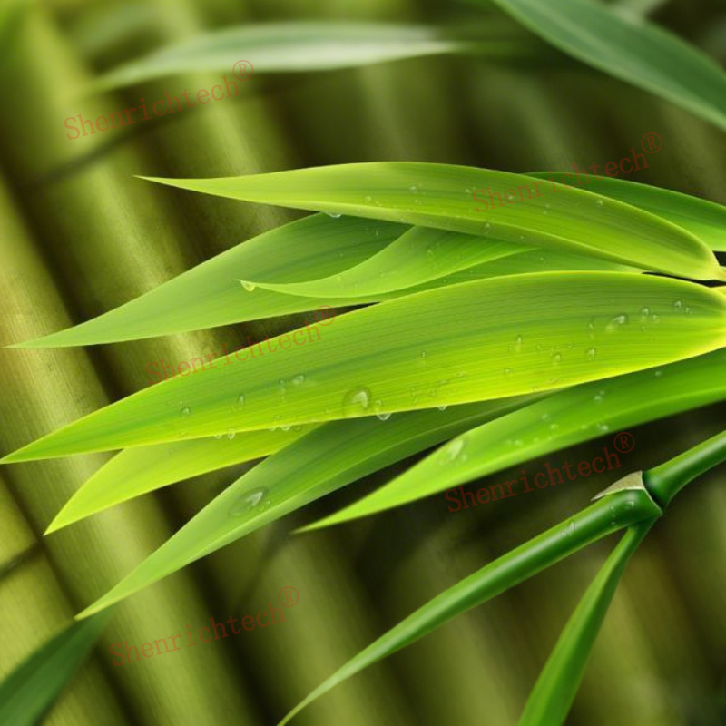 Bamboo Leaf Perfume Fragrance Oil