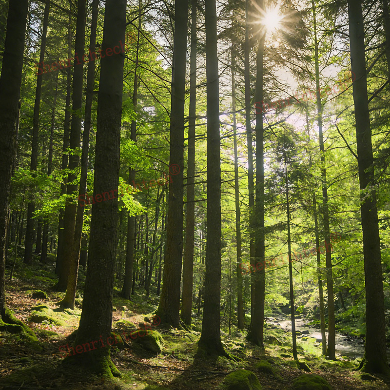 Forest Wood Fragrance Oil